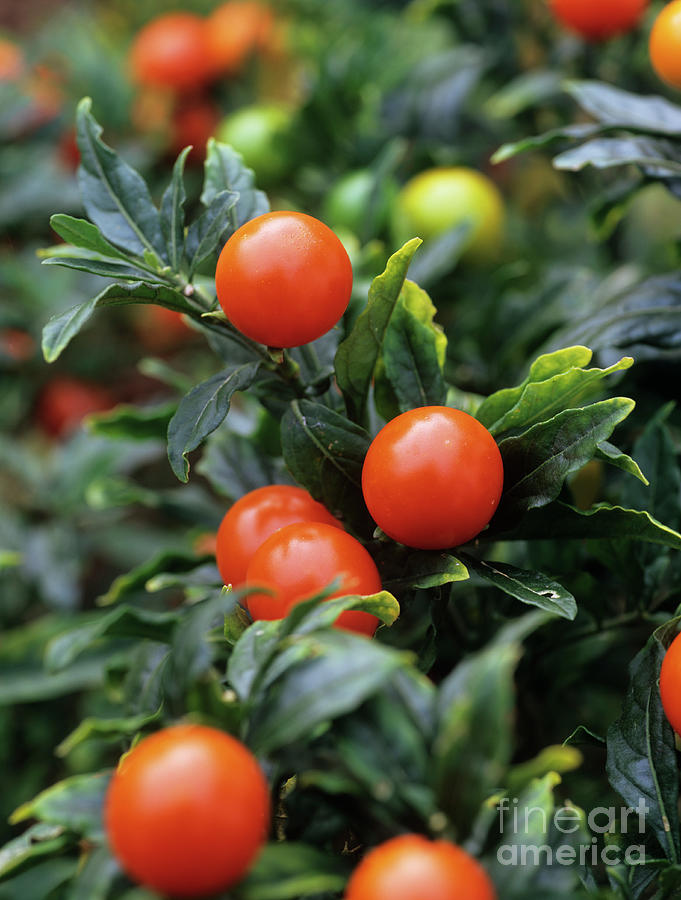 Solanum Capsicastrum Fruits Photograph by Geoff Kidd/science Photo ...