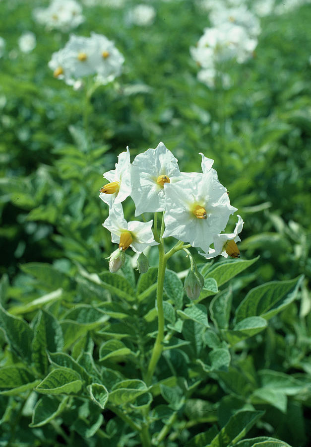 Solanum Tuberosum potato Photograph by Konrad Wothe