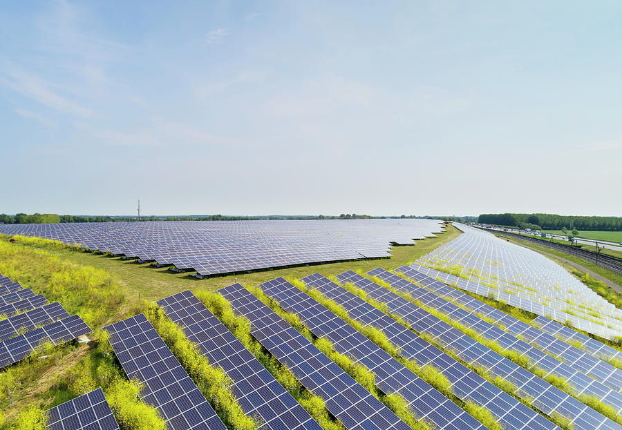 Solar Panels Surrounded By Mustard Plants At Solar Farm, Geldermalsen ...