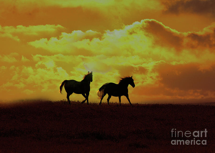 Solar Powered Horses Photograph by Stephanie Laird