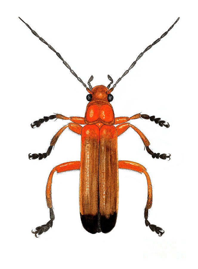 Soldier Beetle Photograph by Dr Keith Wheeler/science Photo Library
