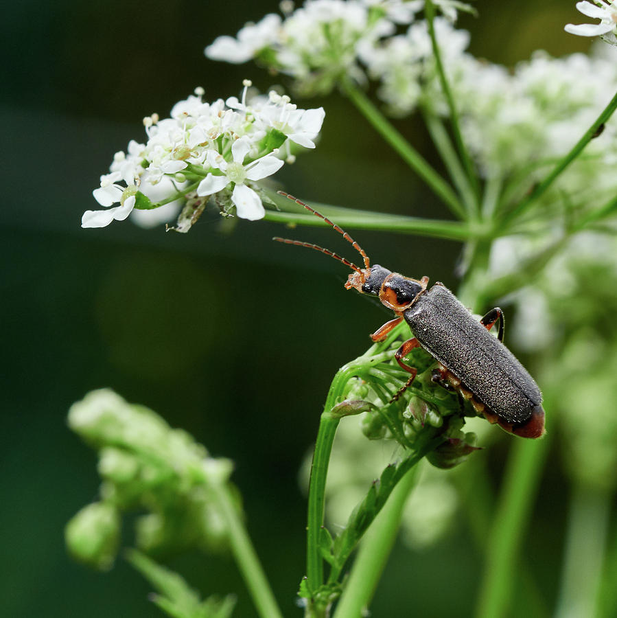 Soldier Beetle On A Cow Parsley Photograph