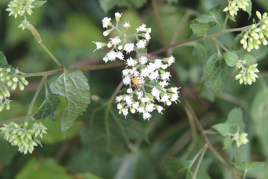 Soldier Beetle On White Flowers Photograph by Cathy Lindsey - Fine Art ...