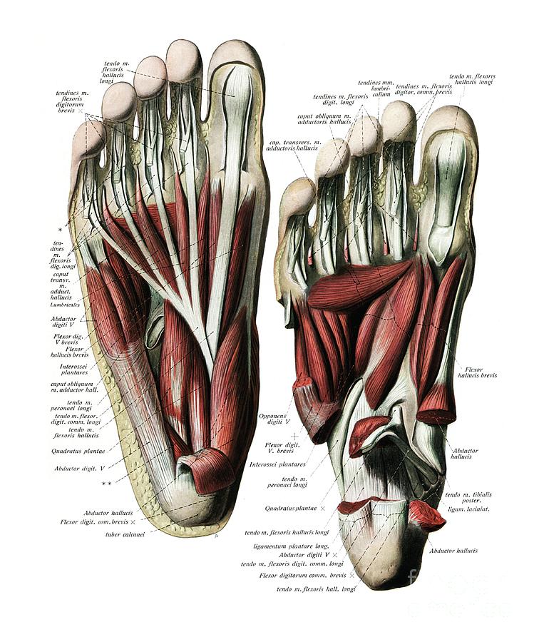 Sole Of The Foot Photograph by Microscape/science Photo Library - Pixels