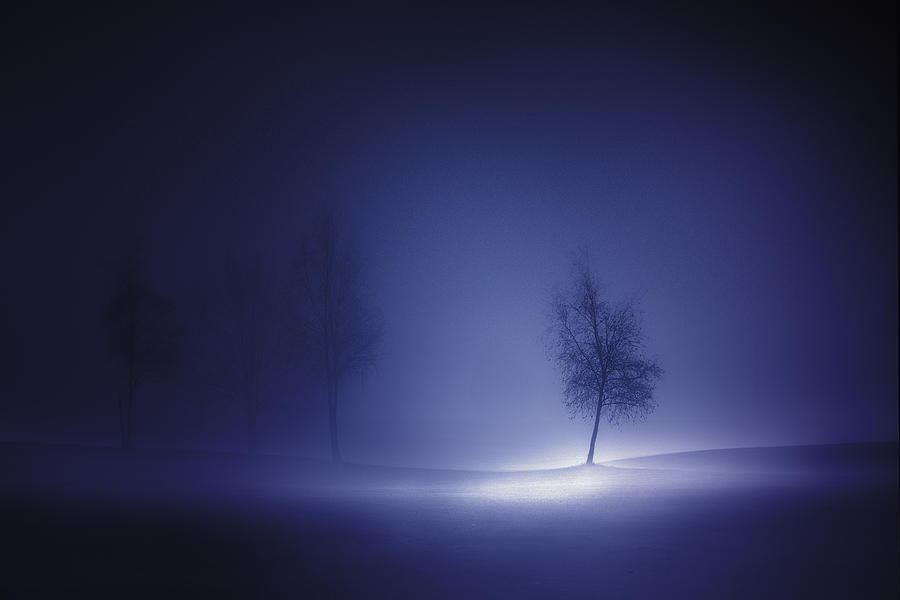 Solitair Blue Photograph by Marc Huybrighs