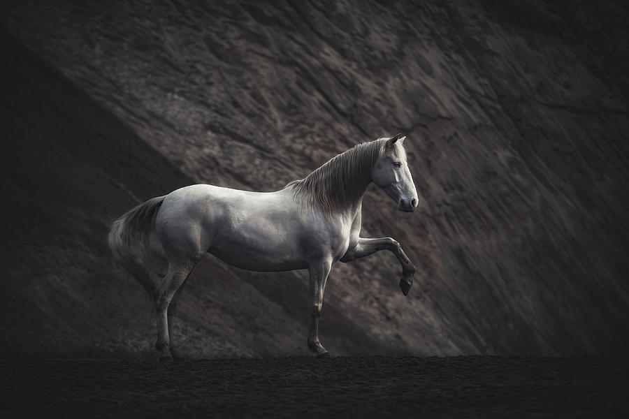 Horse Photograph - Solitaire by Heike Willers