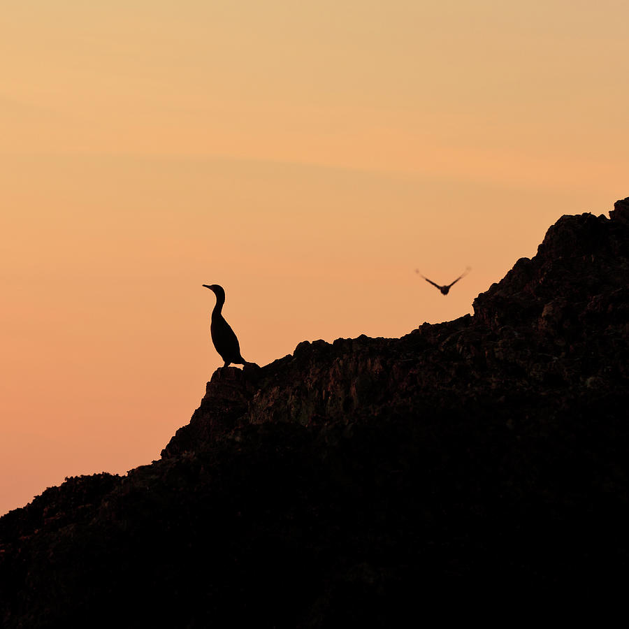 Solitary Bird On Coastline Photograph by George Diebold