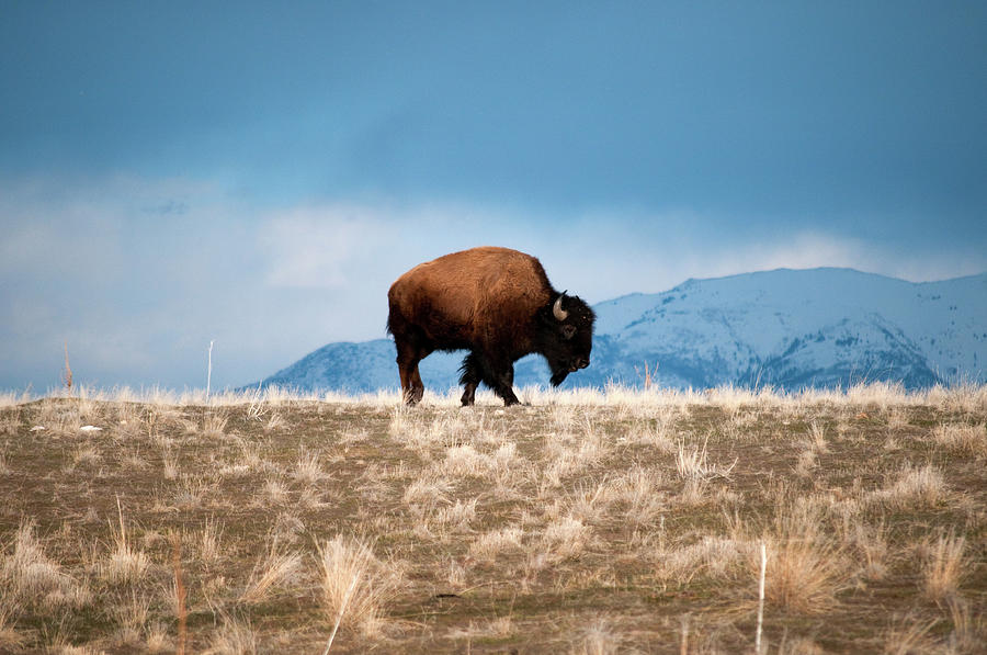 Solitary Bison Standing Against A Blue Photograph by Photo By Sam Scholes