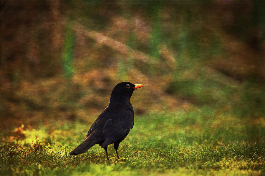Solitary Blackbird Photograph by Tikvahs Hope