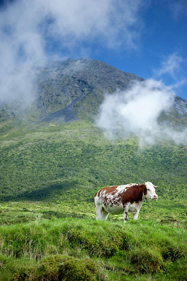 Solitary Cow Photograph by Mlenny