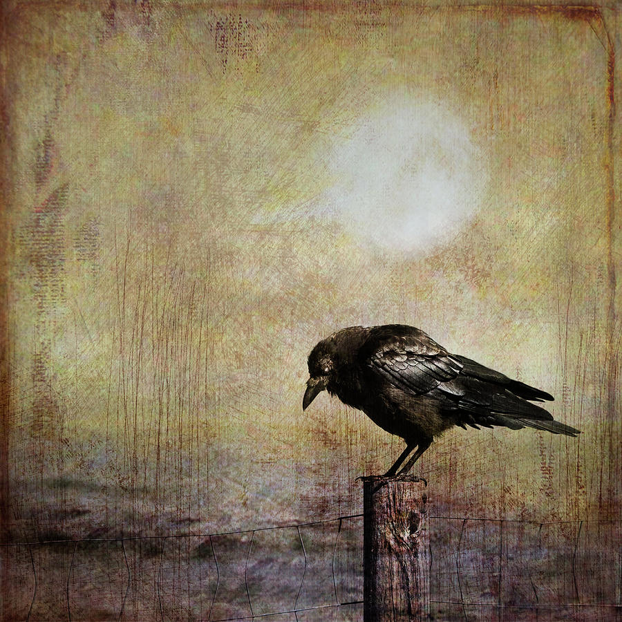 Solitary Crow Photograph by Theresa Tahara