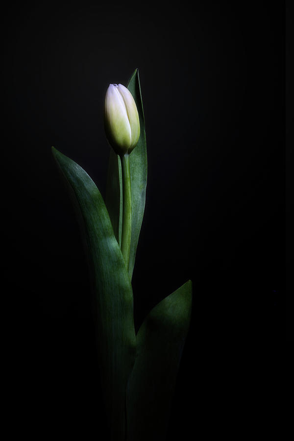 Solitary by Cyndy Doty Solitary by Cyndy Doty