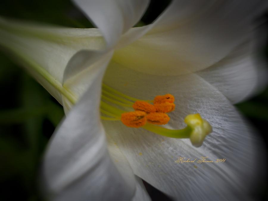Solitary Easter Lily Photograph by Richard Thomas