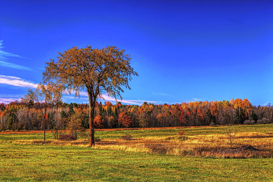 Solitary Fall Tree Under Blue Skies Photograph by Dale Kauzlaric