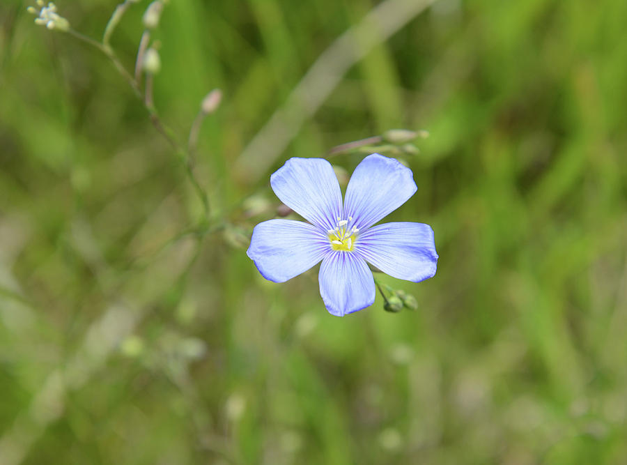 Solitary Flax Flower Photograph by Whispering Peaks Photography