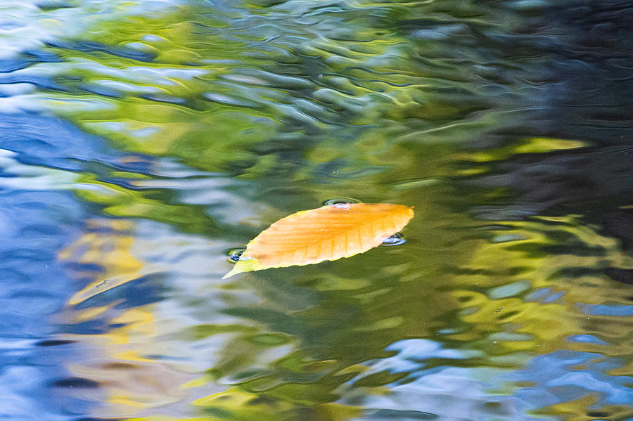 Solitary Floating Leaf Photograph by EveryBitBeautiful