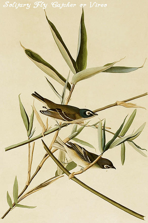 Solitary Fly Catcher or Vireo Painting by John James  Audubon