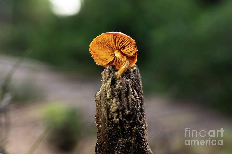 Solitary Mushroom In A Humid Trunk, Well-lit Orange Mushroom Boletus Allowed To Be Harvested For Cooking. Photograph by Joaquin Corbalan