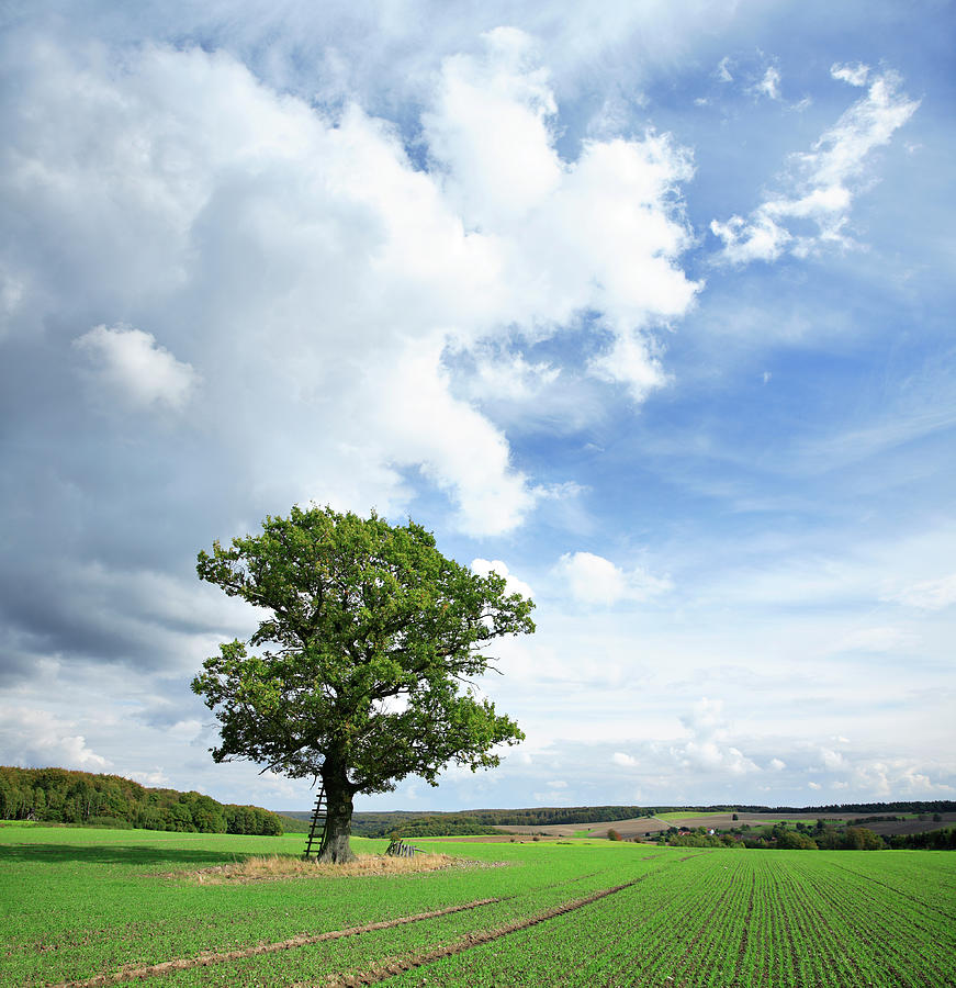 Solitary Oak Tree On Green Field Photograph by Avtg