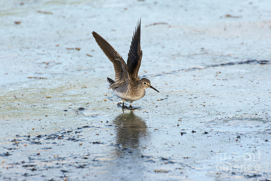 Solitary Sandpiper with Wings Extended by Ilene Hoffman Solitary Sandpiper with Wings Extended by Ilene Hoffman