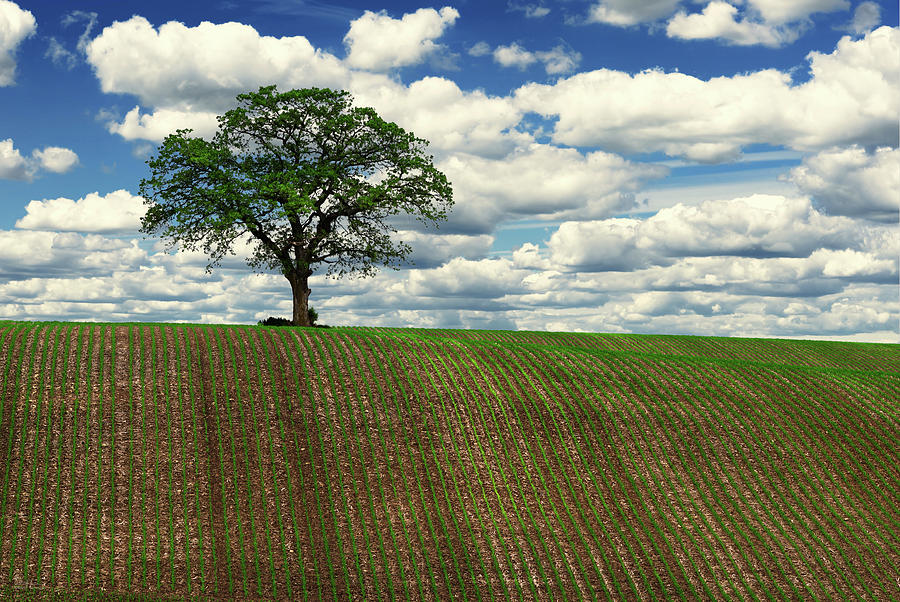 Solitary Sentinel - Lone oak tree on WI hilltop corn field Photograph by Peter Herman