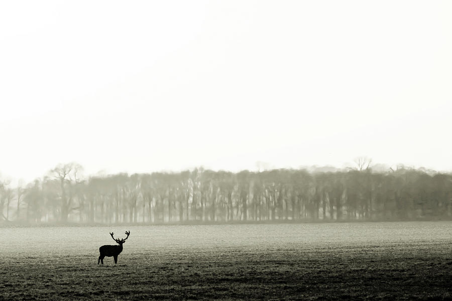 Solitary Stag In Black An White Photograph by Zeynep Thomas