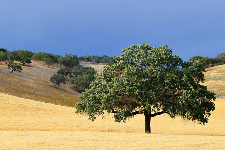 Solitary Stance - Oak Tree, California Photograph by KJ Swan