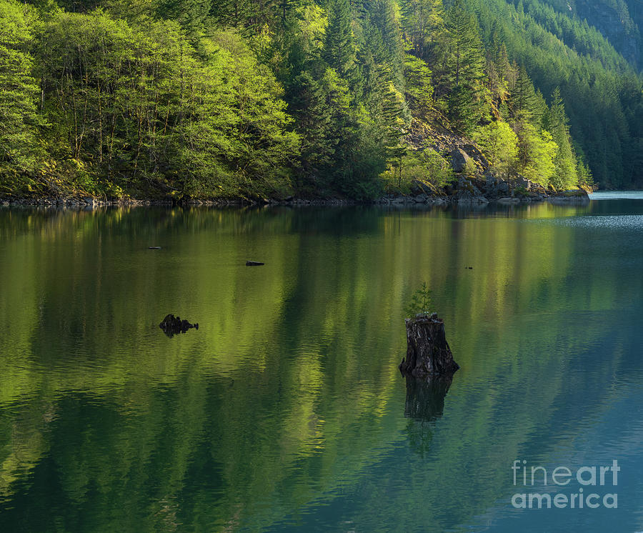 Solitary Tree Forest Reflections Photograph