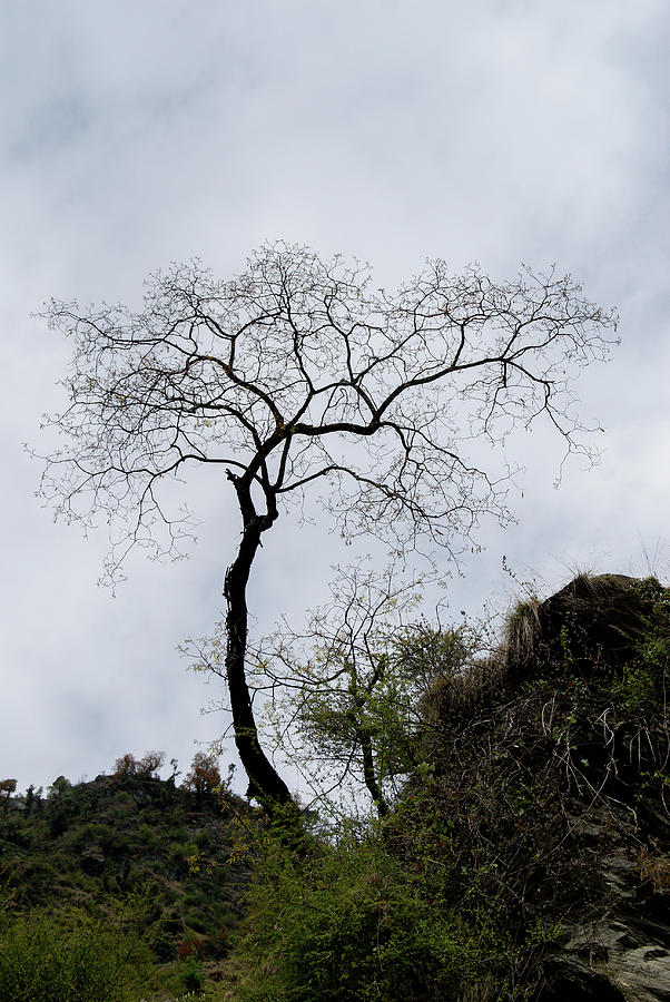 Solitary Tree in Bhagsu Digital Art by Carol Ailles