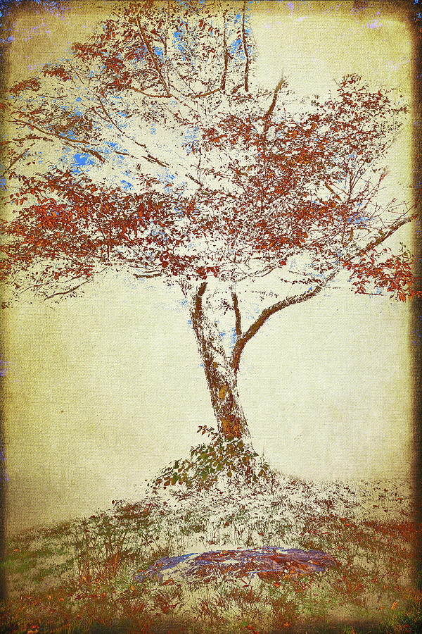 Solitary Tree in the Blue Ridge FX Digital Art by Dan Carmichael