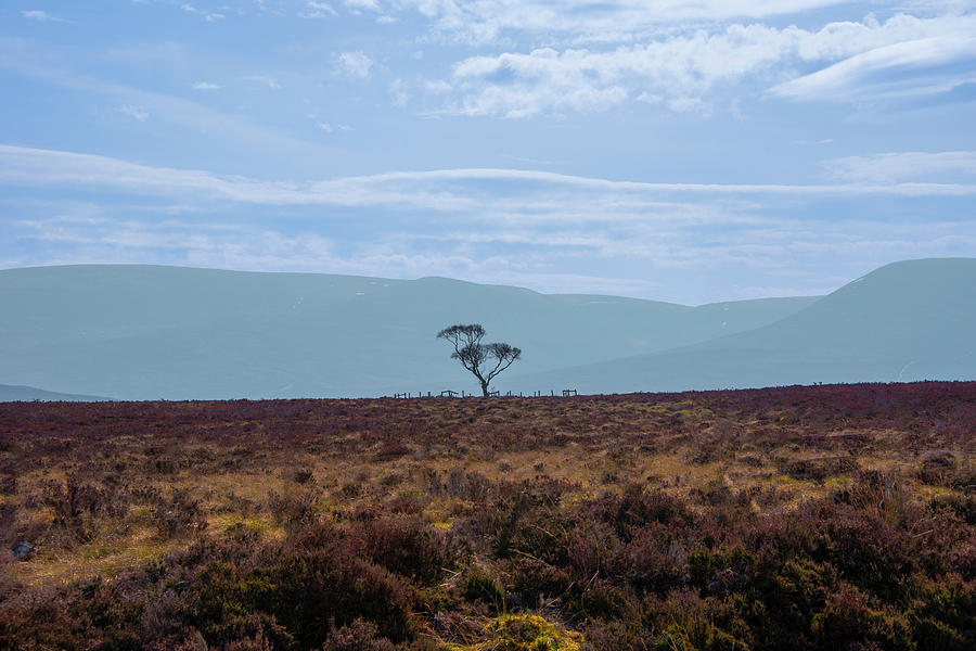 Solitary Tree - Scottish Highlands Photograph by Bill Cannon