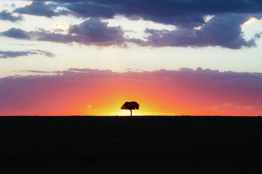 Sunset Photograph - Solitary Tree Silhouette at Colorful African Sunset by Good Focused