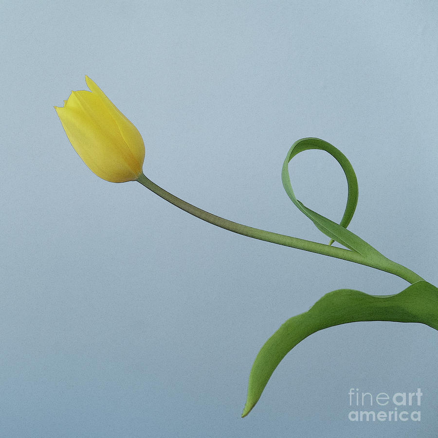 Solitary Tulip Photograph by Ann Horn