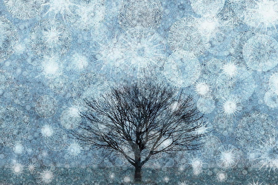 Solitary Winter Tree Caught In A Snow Photograph by Andrew Bret Wallis