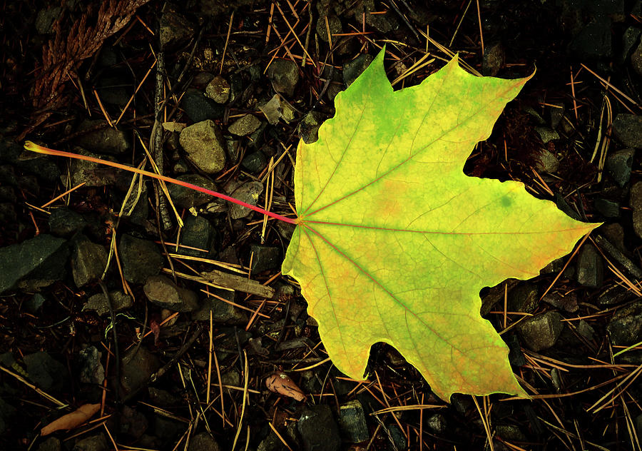 Solitary Yellow Leaf Photograph by Jean Noren