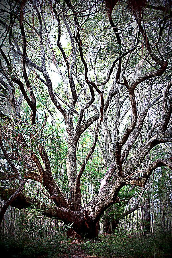 Solitude For The Oak Photograph by Cynthia Guinn