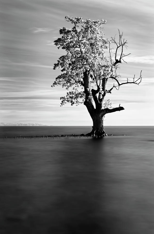 Solitude Photograph by Michael De Guzman