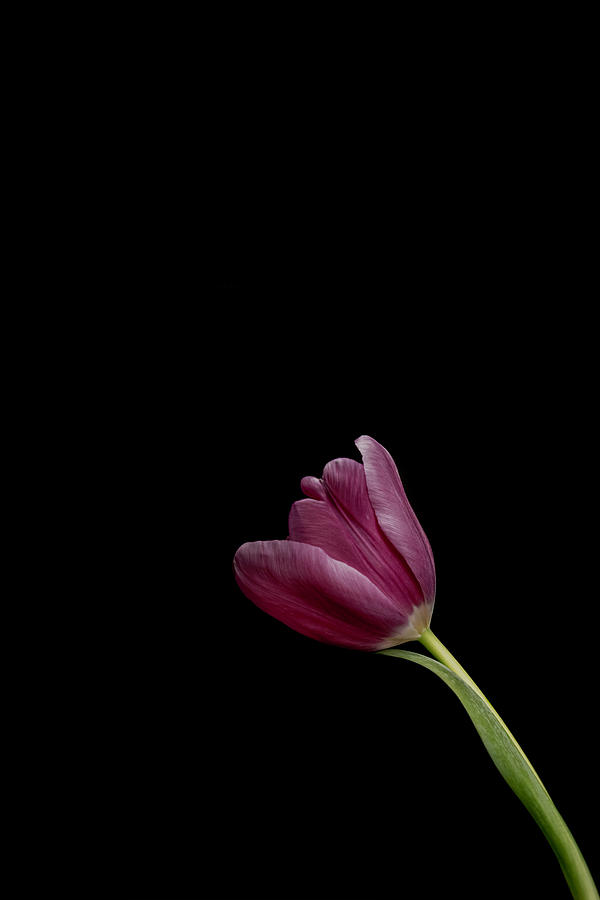 One Tulip #1 Photograph by Sandi Kroll