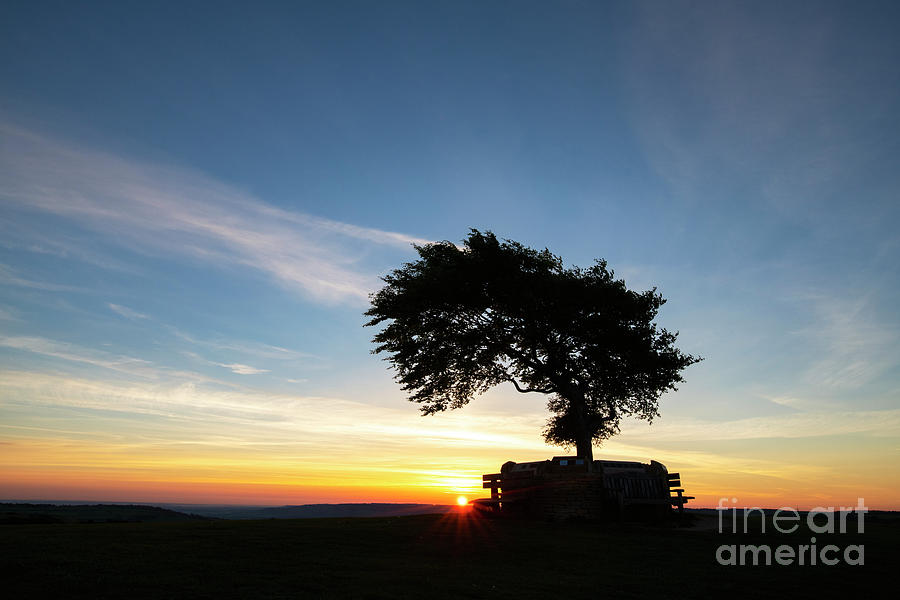 Solo Beech on Cleeve Hill at Sunrise Photograph by Tim Gainey