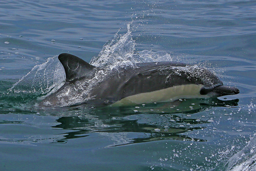 Solo Dolphin  Photograph by Shoal Hollingsworth