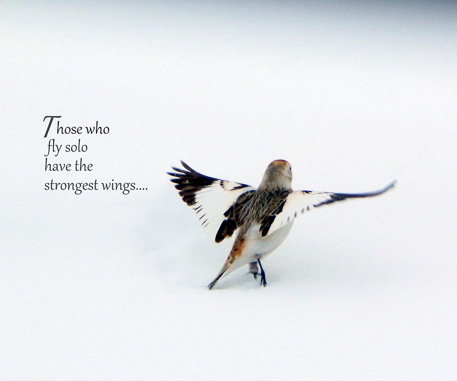 the-strongest-wings-photograph-by-karen-cook-pixels