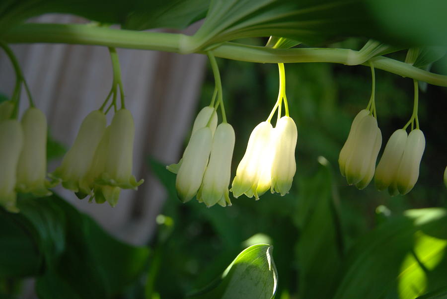 Solomons Seal White Bell Flowers Photograph by Ee Photography