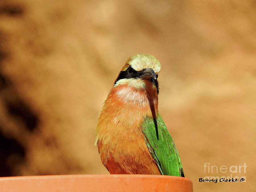 Somali bee-eater Photograph by Bunny Clarke