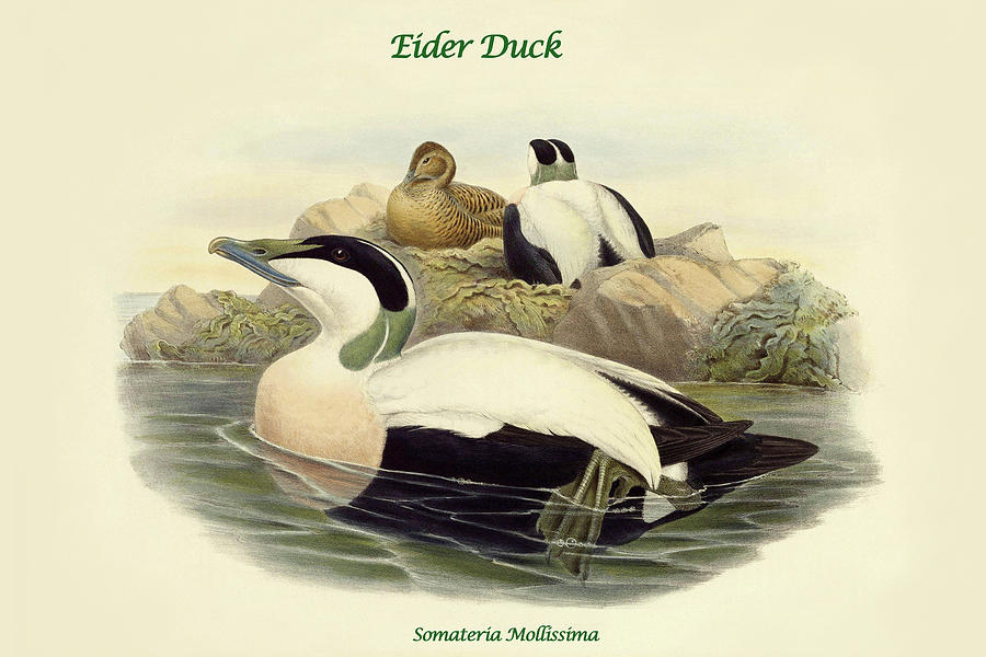 Somateria Mollissima - Eider Duck Painting by John Gould