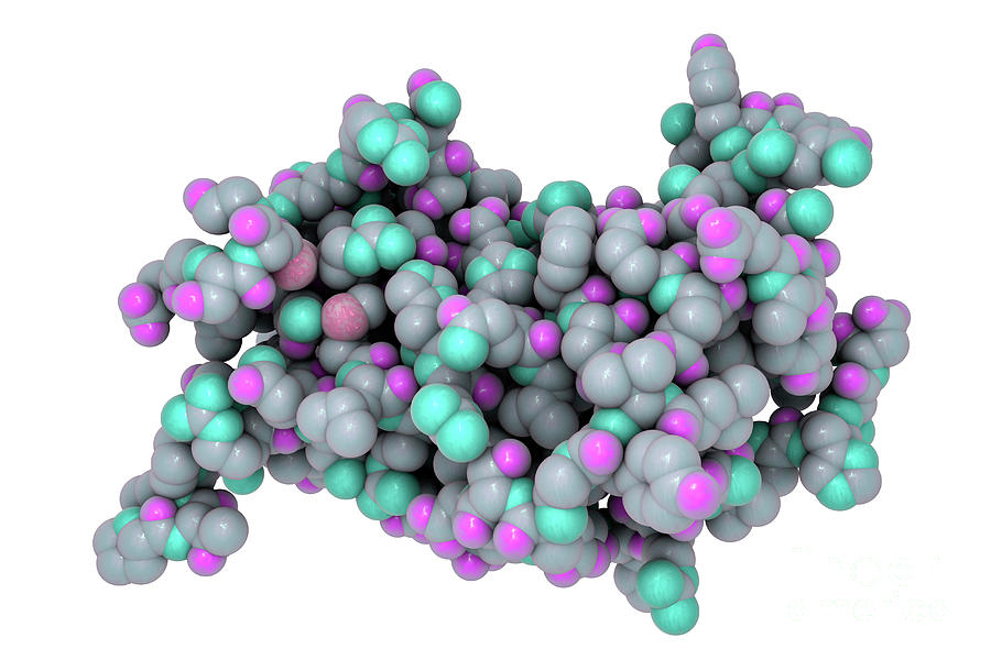 Somatotropin Hormone Photograph by Kateryna Kon/science Photo Library ...