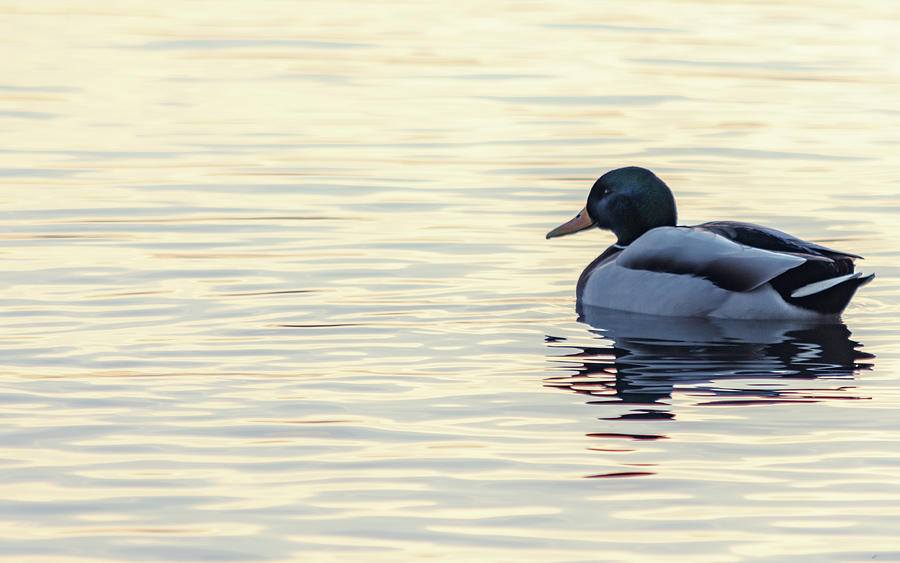 Somber Duck Photograph by Scott Lyons