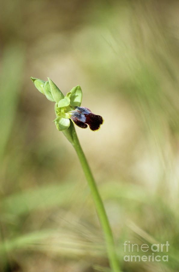 Nature Photograph - Sombre Bee Orchid by Annie Haycock/science Photo Library