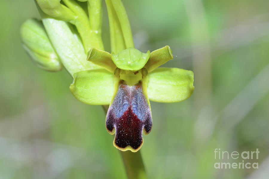 Nature Photograph - Sombre Bee-orchid (ophrys Fusca) by Bruno Petriglia/science Photo Library