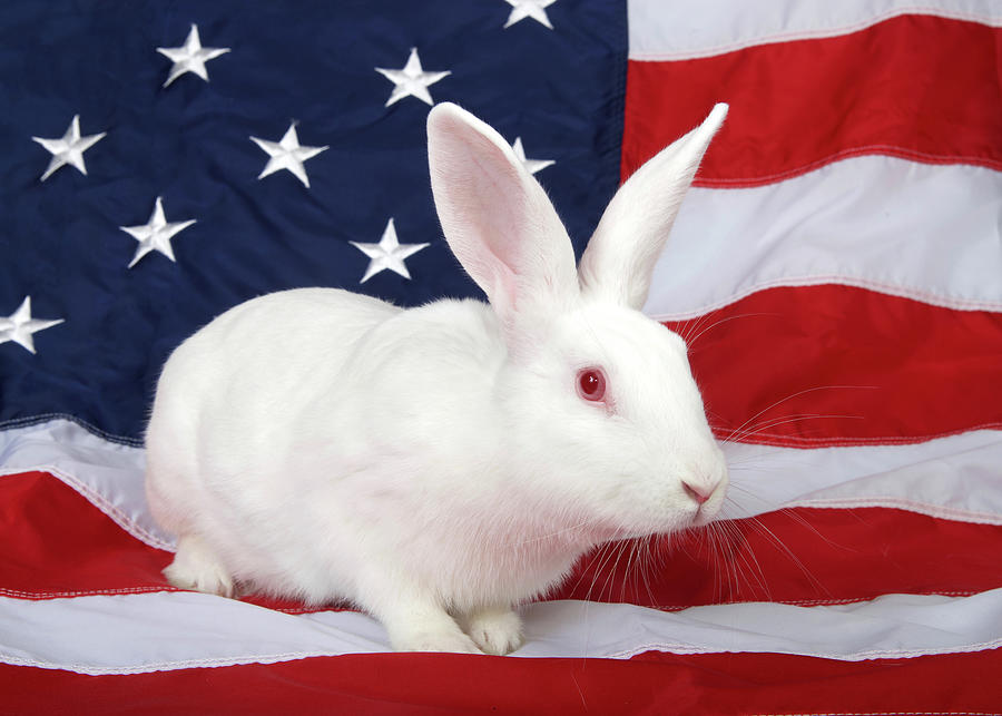 Some Bunny Patriotic Photograph by Sheila Fitzgerald - Pixels