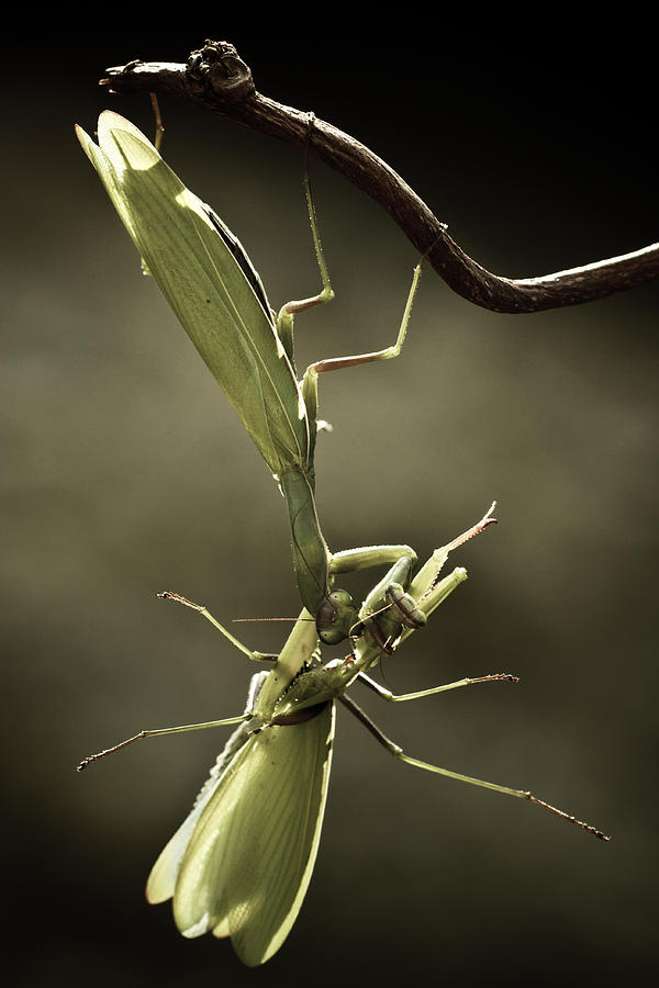 Insects Photograph - Some Days Are Better Than Others II by Fabien Bravin